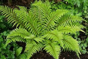 Varikoz tomirlarini davolash uchun kompress